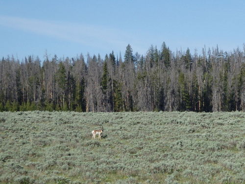 GDMBR: Antelope - That Antelope has longer than typical horns (like an African Oryx).